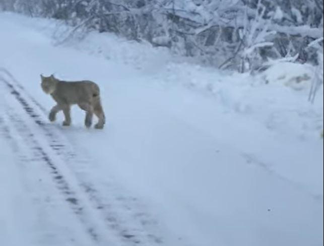 Bobcat in the road