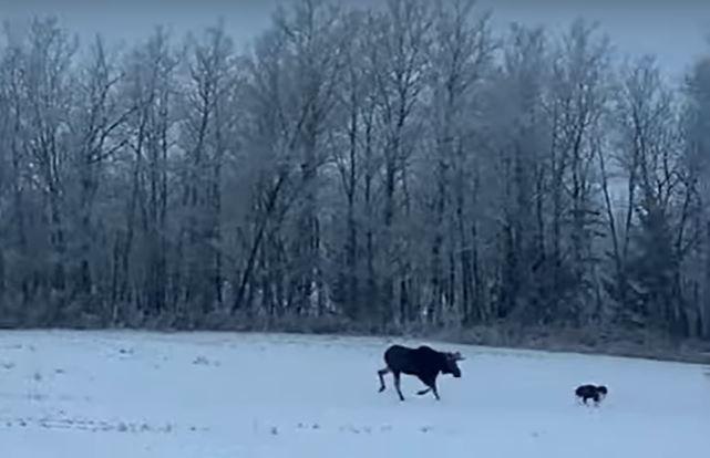 Moose chasing dog