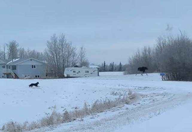 Dog chasing moose