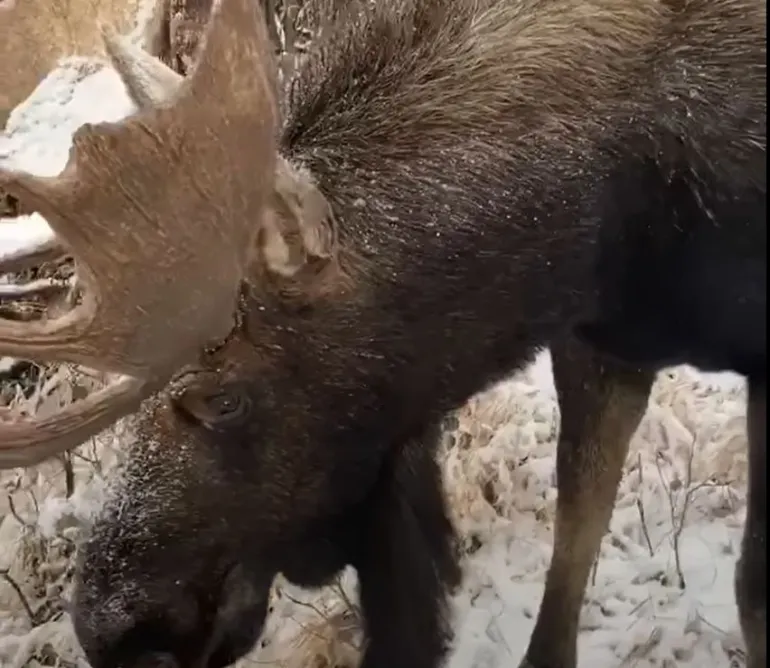 Close-up of moose
