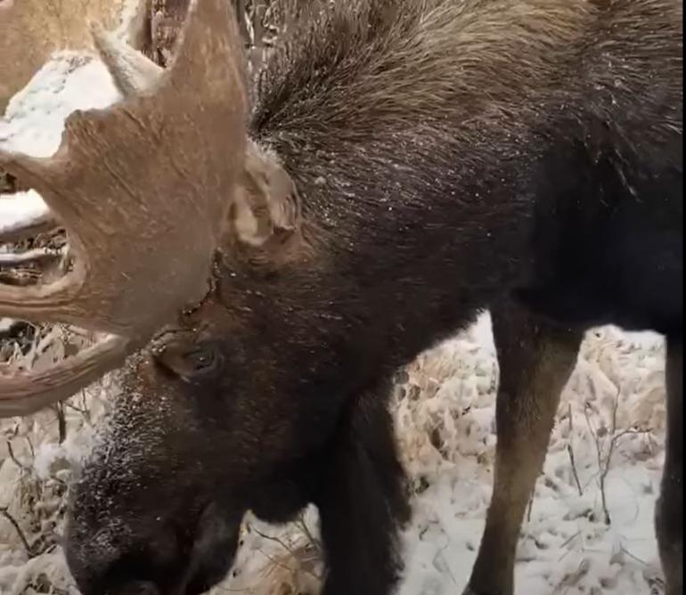 Close-up of moose