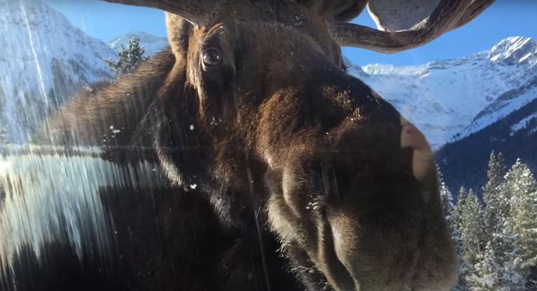 Moose licks car