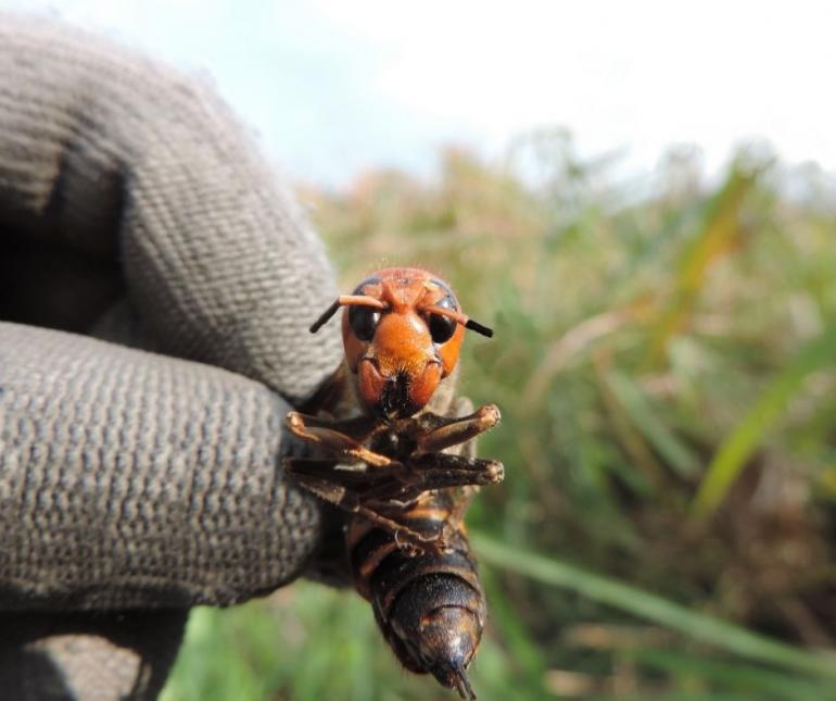 Murder Hornets