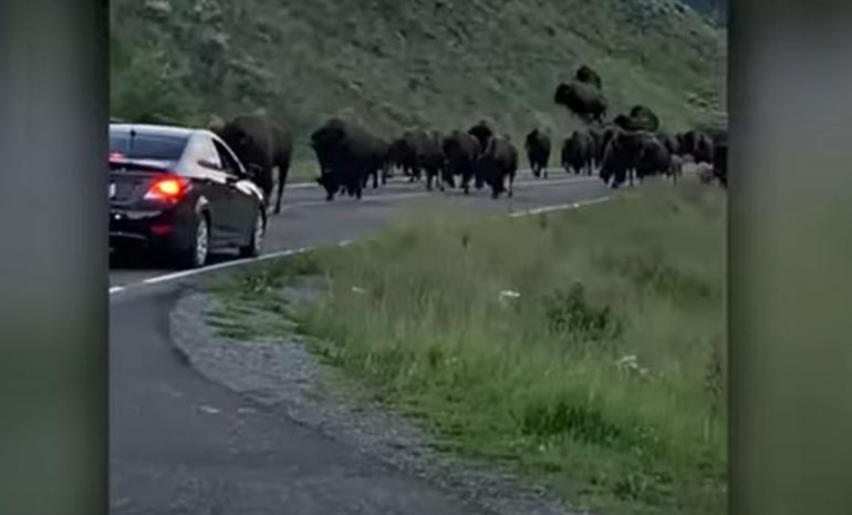 Bison running by car