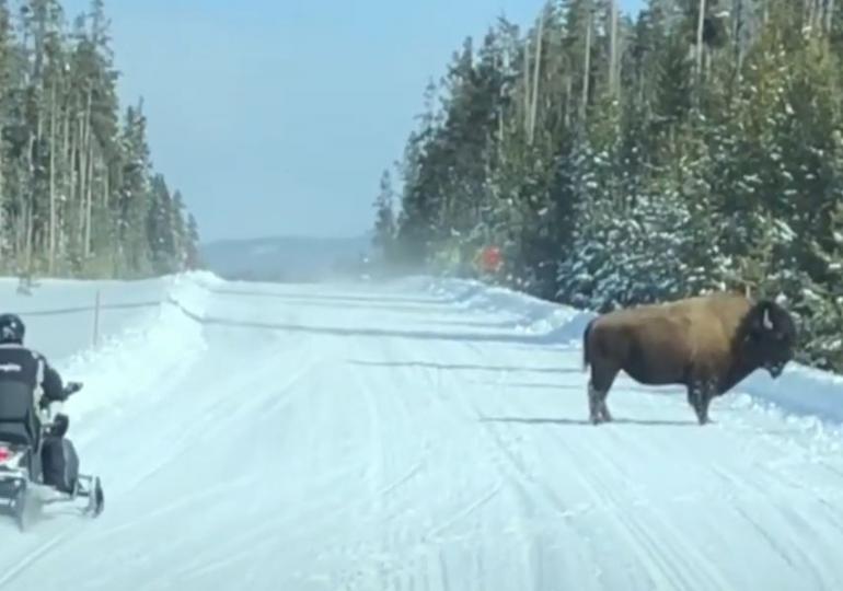 Bison vs snowmobile