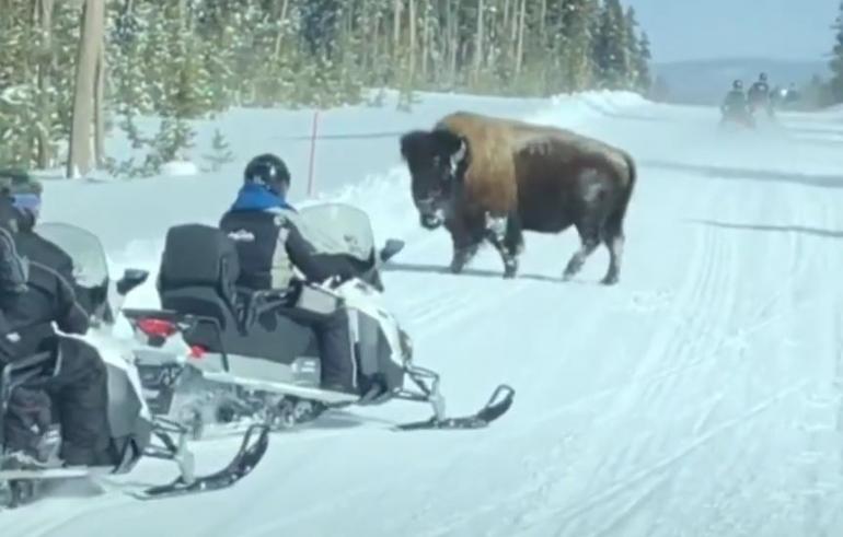 Bison vs snowmobile