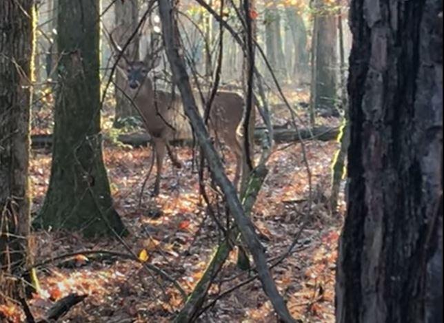 Whitetail buck snort