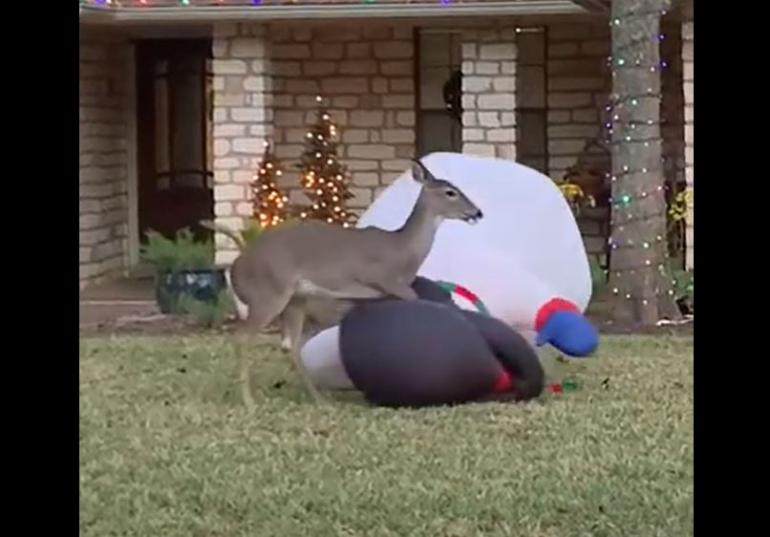 Deer vs Frosty
