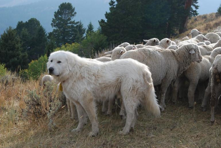 Sheepdog