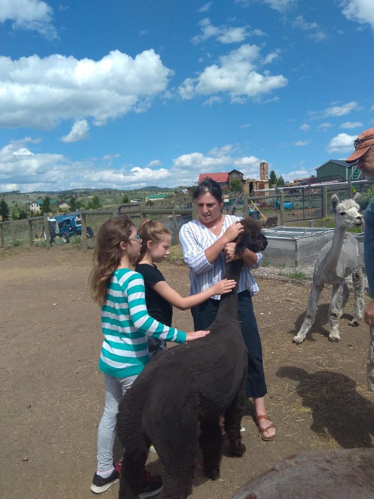 Alpaca