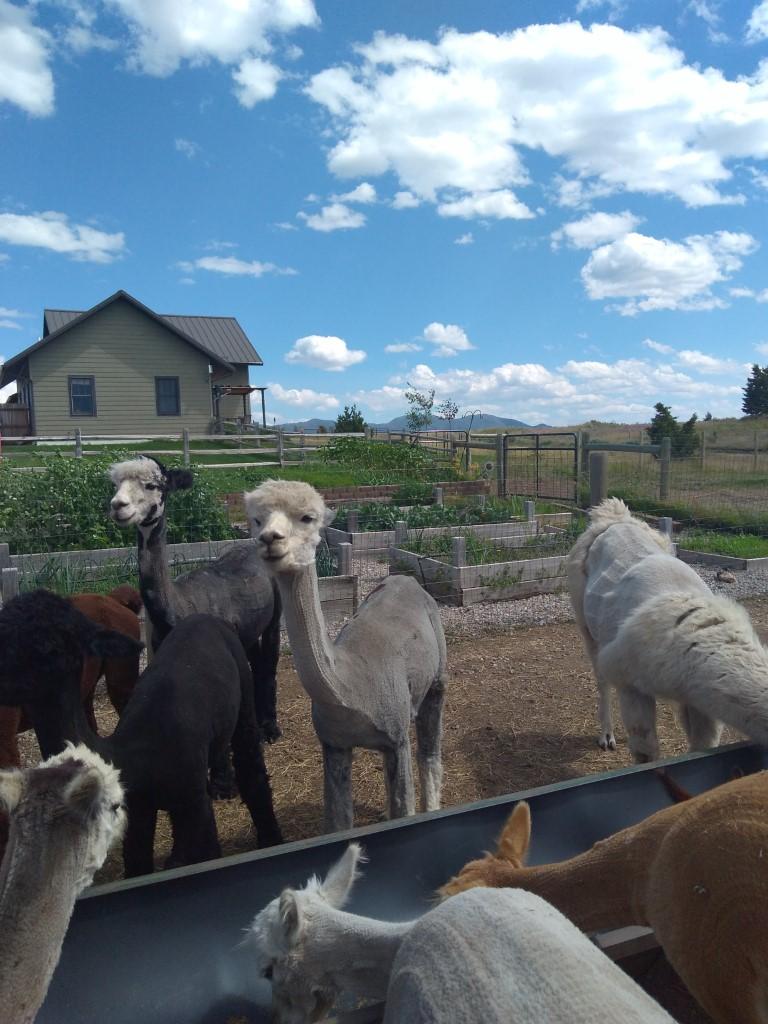 Alpacas