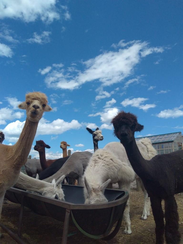 Alpacas
