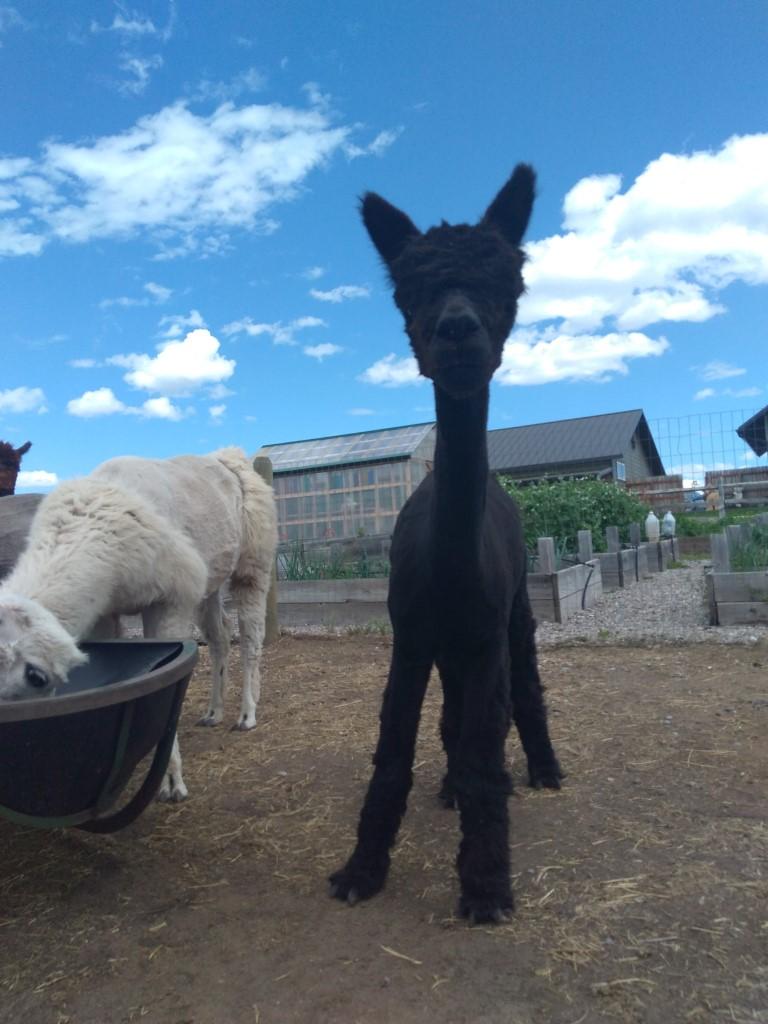 Cute alpaca