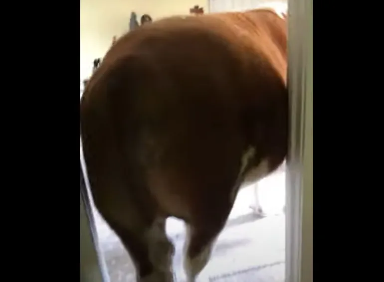 Indoor cow
