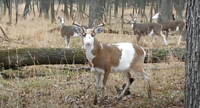 Piebald deer