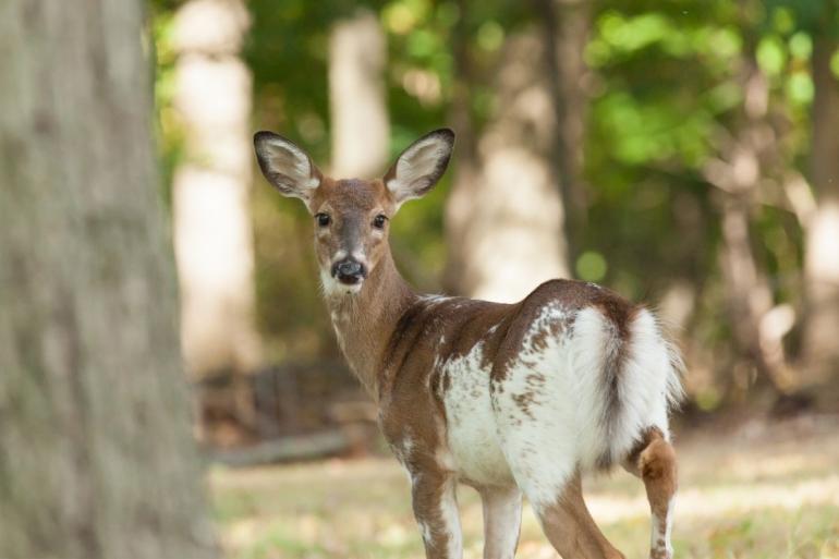 Piebald deer