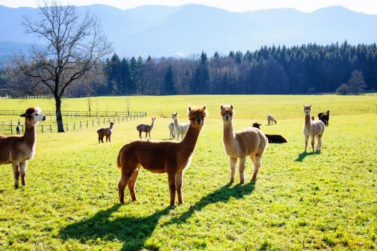 Alpaca