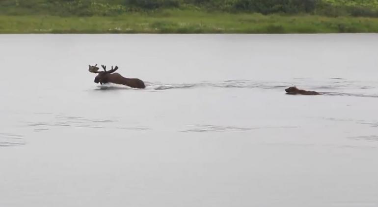 Bear swims after moose
