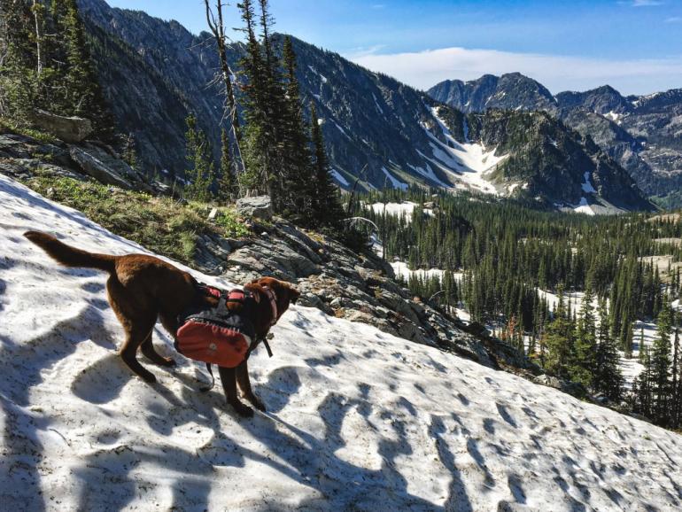 Dog on snow