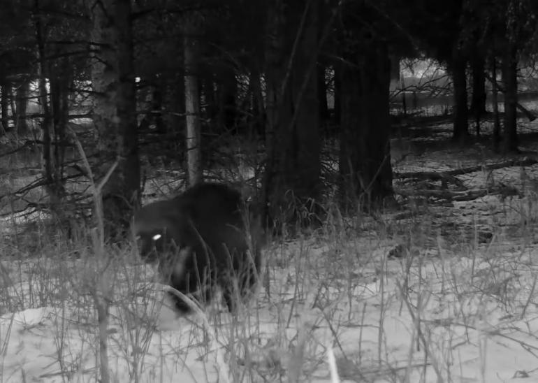 Yellowstone Wolverine