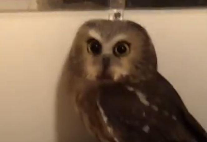 Trapped owl