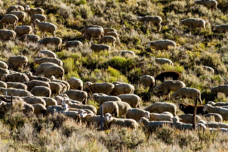 Sheep in a field