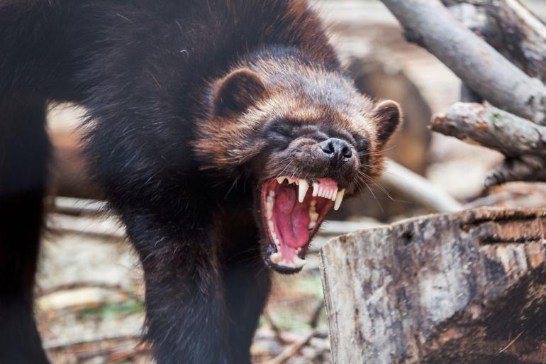 Wolverine are scary
