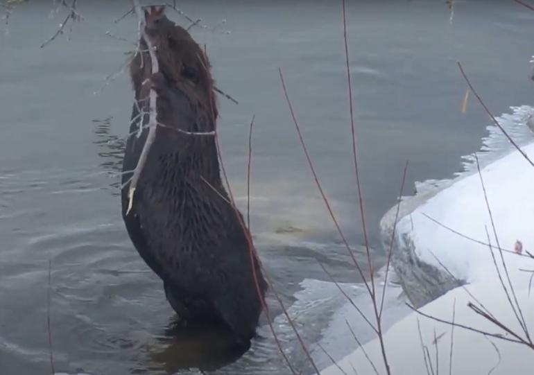 Beaver walking upright