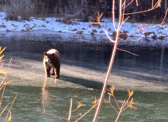 Bear falls through ice