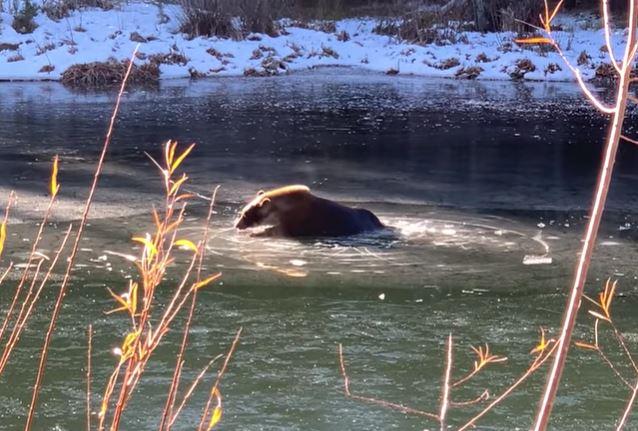 Bear falls through ice