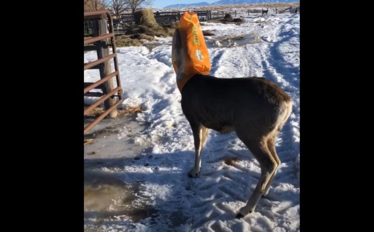 Deer's head stuck in feed bag