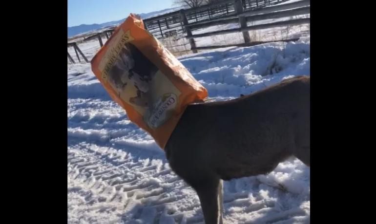 Deer's head stuck in feed bag