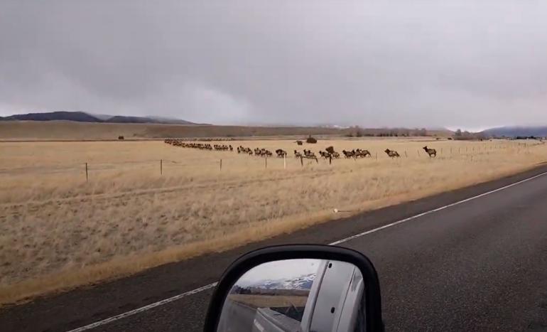 Elk herd crossing road