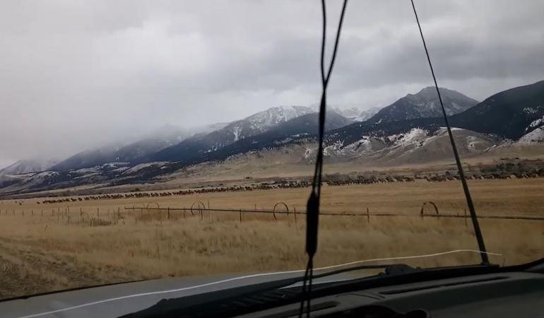 Elk herd crossing road