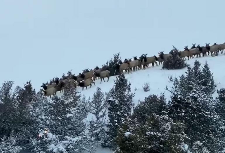 Livingston elk 