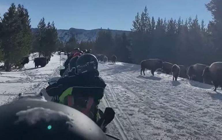 Bison and snowmobilers