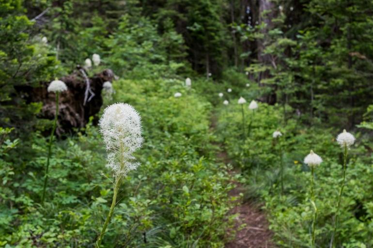 Flowers on hiking trail