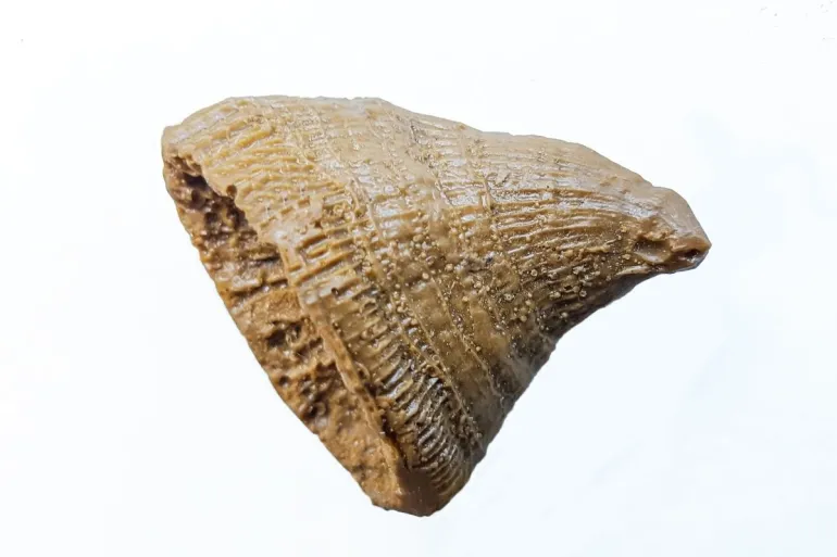 Fossil