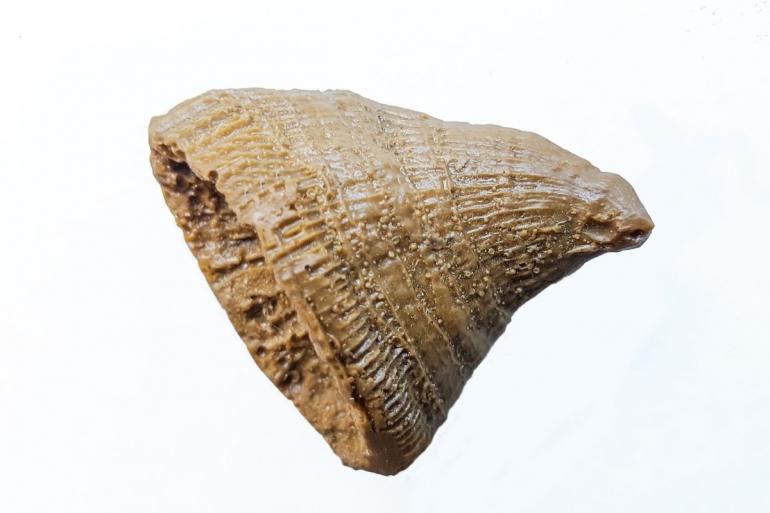 Fossil