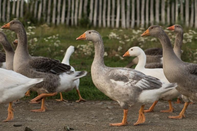 Flock of geese