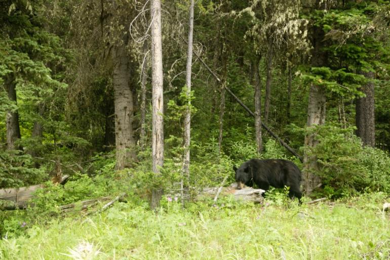 Bear in the Beartooth