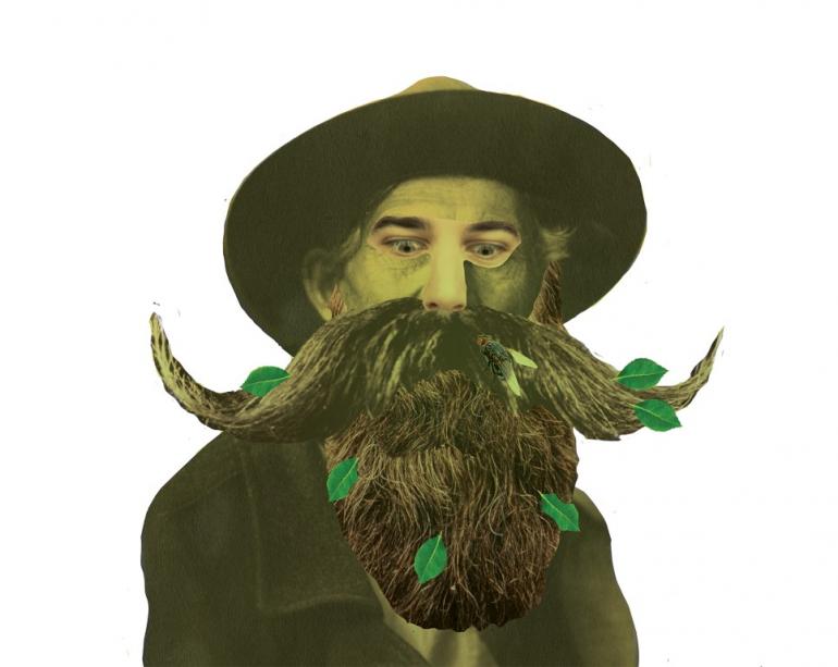 Bugs in the beard