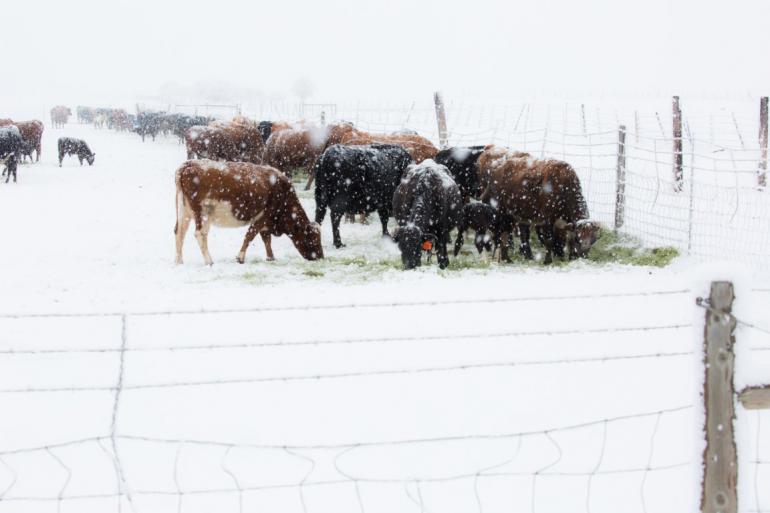 Snowy cattle