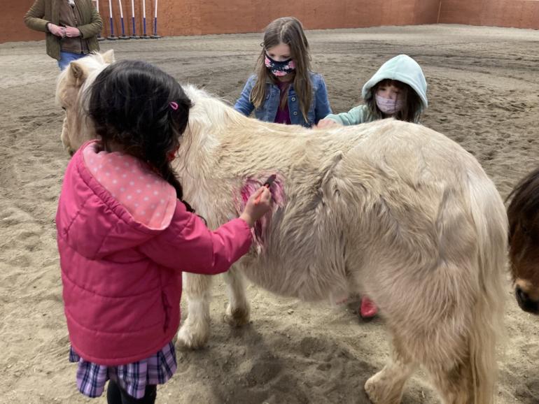 Chinook Horses