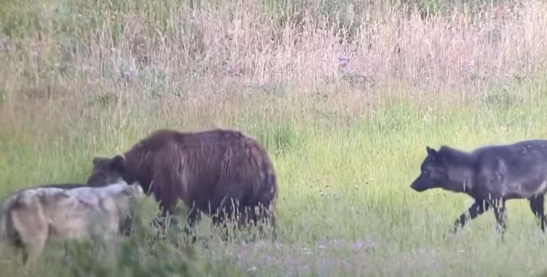 Grizzly with wolves