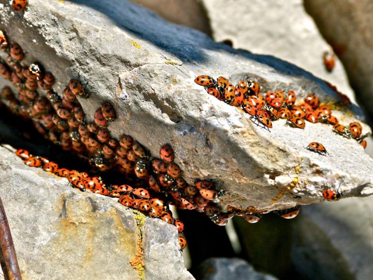 Ladybug gathering