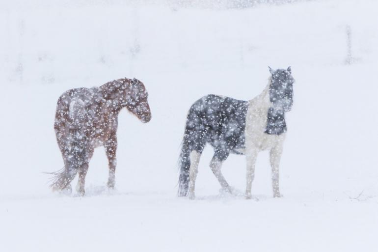 Snowy horses