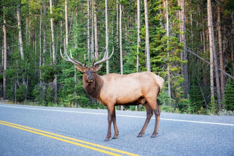 Elk in the road