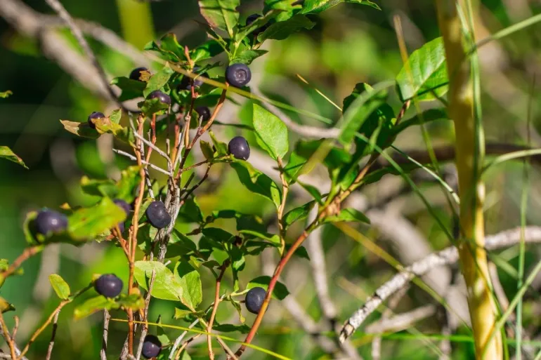 Huckleberry patch