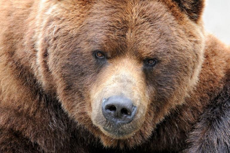Angry grizzly bear